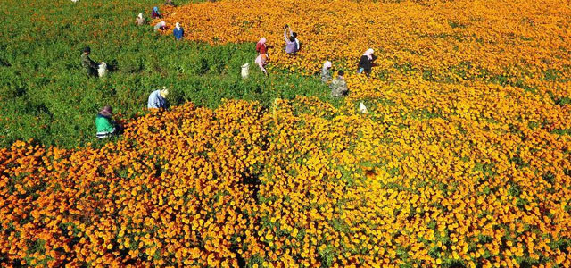 Реферат: Нагідки лікарські - Calendula Officinalis L